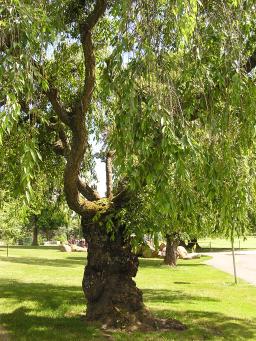 Lewelling Cherry Tree